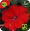 Sunpatiens czerwony 6 szt.